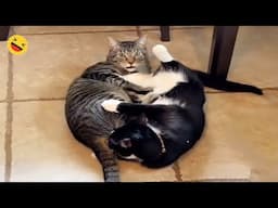 Funny Cats 🤣 Best Funny And Cute Cats Videos 😻