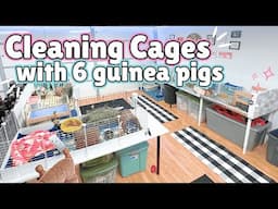 Cleaning Cages for My 6 Guinea Pigs in Real Time! 🐹🧼