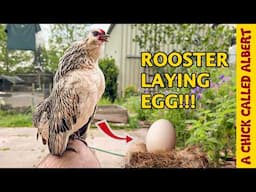 What?! My rooster laid an egg!