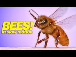 How Honeybees Sting & Fly in Slow Motion