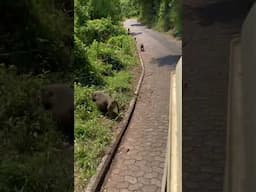 Clever Baboons Follow the Red Brick Road