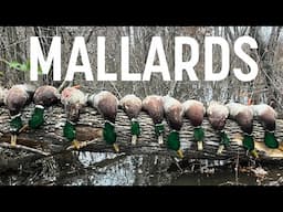 Mallards in the Woods! 3 Man Limit of Green!