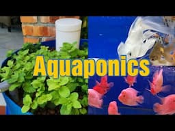 How To build easy and cheap Aquaponic Barrel System at home