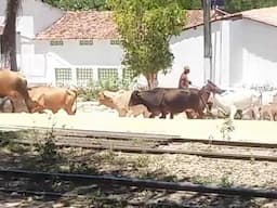 Tropa de vaqueiros tocando a boiada em Novo Acre (Jiquy)