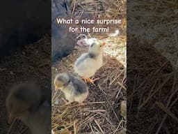 Surprise chicks 🐣🐥#ferkofamilyfarm #chicks