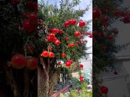 Pomegranate Tree! Loaded Fruits.