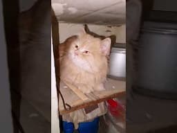 Cats hide in under cabinet #cat #shorts #catlover