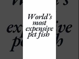 Most expensive pet fish  #japan #koi #expensive