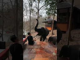 Rescued Elephants #shorts