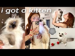 24 HRS w/ NEW KITTEN 🐈‍⬛: cat supplies haul, cute day in my life, basically a mommy vlog lol