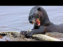 GIANT RIVER OTTER ─ Caimans, Jaguars and Anacondas Fear the Deadliest Predator in the Amazon