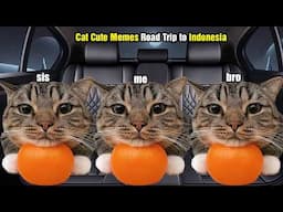 Cat Cute Memes Road Trip to Indonesia