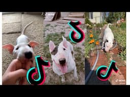 😍 Funny and Cute Bull Terrier Dogs and Puppies Videos 😂