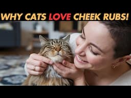 Why Your Cat LOVES Cheek & Chin Rubs