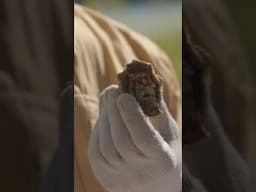 How to Shuck an Oyster