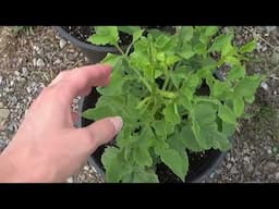 Direct Sowing Dahlia Seeds In Containers - Harvesting Dahlia Tubers