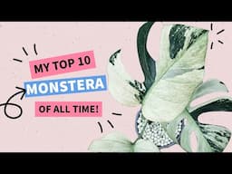 My TOP 10 Monstera of All Time!