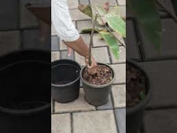 Variegated Rubber Plant | Hard Pruning | Propagation & Care