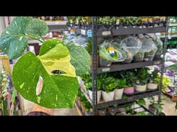 Insane Plant finds at Lowes | Local Big Box Store Shopping!