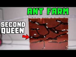 My Mail Order Ant Farm Raised a Second Queen...