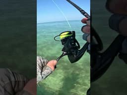 OMG Piscifun Carbon R1 vs Florida Keys RARE CATCH