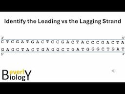 Leading vs Lagging strands (Practice) - DNA Replication