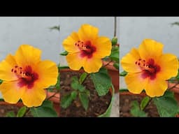 🌸செம்பருத்தி பூ புது variety எப்படி இருக்கு?/#gardeningtips