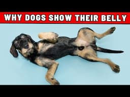 Real Reason Why Dogs Expose Their Belly