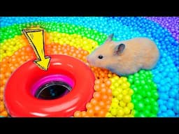 Hamster Prison Maze Adventures🛑Live Stream