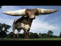 10 Animals With The Biggest Horns