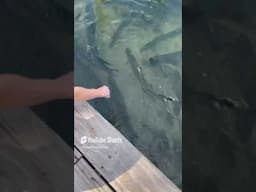 Hand FEEDING Giant Tarpon #fish #fishing #tarpon #florida #fishfeeding #shorts