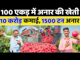 100 एकड़ में अनार की खेती और कमाई 10 करोड़ 💰सालाना // Anar ki kheti // pomegranate farming in india