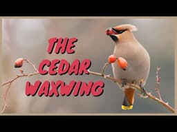 Cedar Waxwing: Everything you need to know | ft. ETHAN TOUSSANT | Call/Sound/Whistle, Eating, Drunk