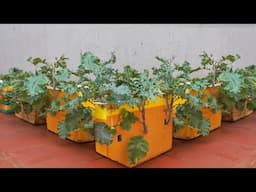 Method of growing kale in foam boxes you must know