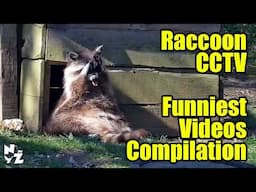 Funny Raccoon Compilation | Funniest & Best Bits