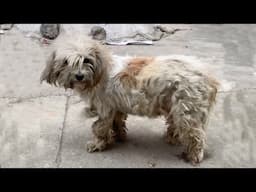 Pregnant with 6 puppies, exhausted mother dog wanders the market looking for food and shelter