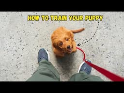 How to Train Your Puppy