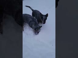 It's Clea's Chuckit Mr. Man #blueheeler #australiancattledog #snow