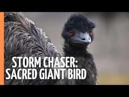 Emu Dad vs The Outback: An Epic Survival Story | Full Documentary