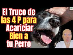 😱 EL TRUCO DE LAS 4 P PARA ACARICIAR BIEN A TU PERRO 😱