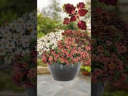 🔥Why ColorBlaze® Coleus is a Must-Have for Your Garden