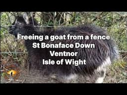 📽 Freeing a goat from a fence - St Bonaface Down - Ventnor - Isle of Wight