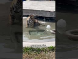 We’re Wishing For A New Well! 🤞🚰 || The Wildcat Sanctuary