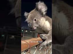 Koala on a Mine Site - Ozzy Man Reviews