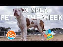 Outer Banks SPCA Pet of the Week: Goose (January 27, 2025)