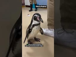 POV: You meet Pedro the penguin! You can book your Penguin Encounter now at https://bit.ly/40pIo4R