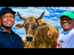 Zim Millionaire Herdboy Proves How Cattle Farming Is NOT PROFITABLE