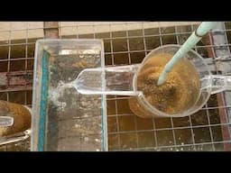 Tilapia Fish Farming: A Close-Up View of the Incubation Jar During Hatching