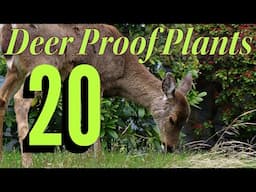 Top 20 Deer-Resistant Perennials: Protect Your Garden From Hungry Deer