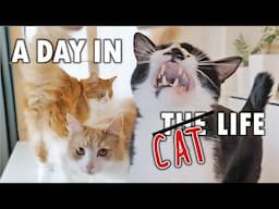 A day in the life of our cats